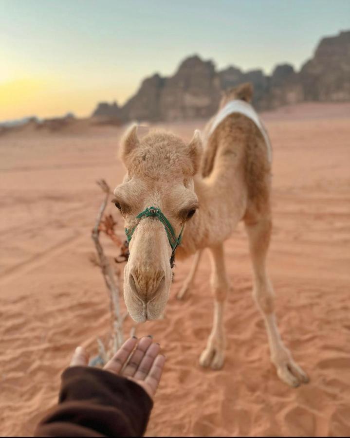 Wadi Rum Desert Camp Luaran gambar