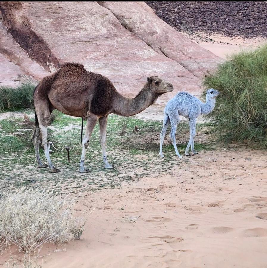 Wadi Rum Desert Camp Luaran gambar